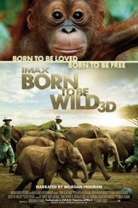 Born To Be Wild poster