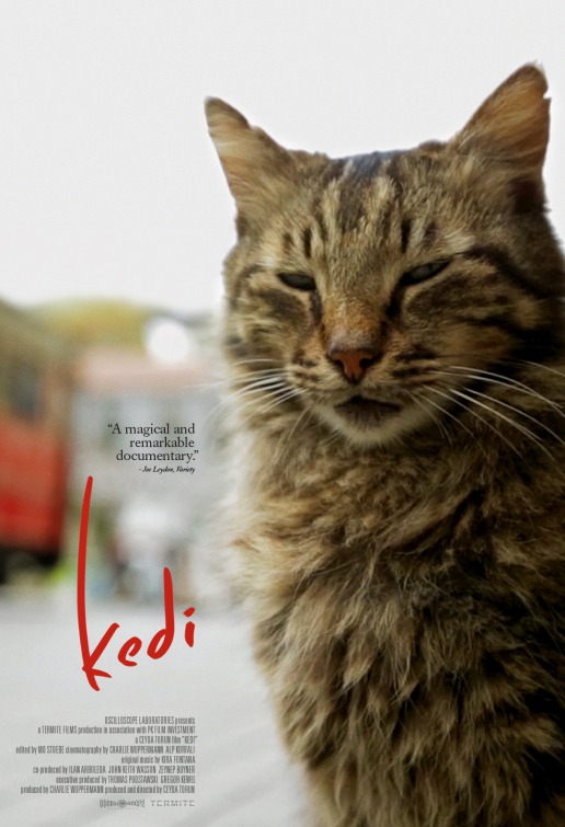 Kedi movie, Kedi trailer, Kedi release date, Kedi poster