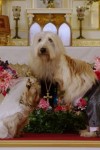 Puppy Star Christmas still