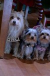 Puppy Star Christmas still